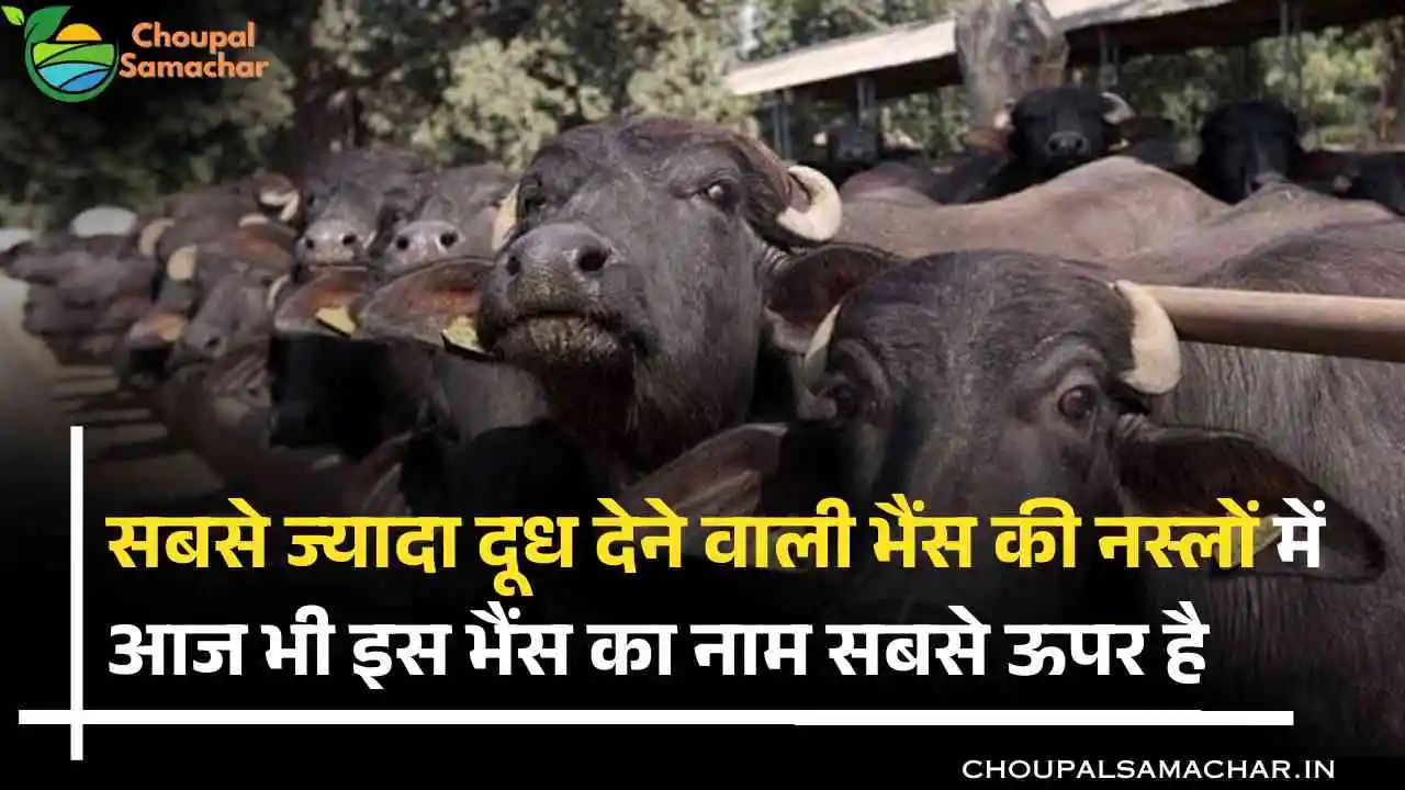 Top Buffalo