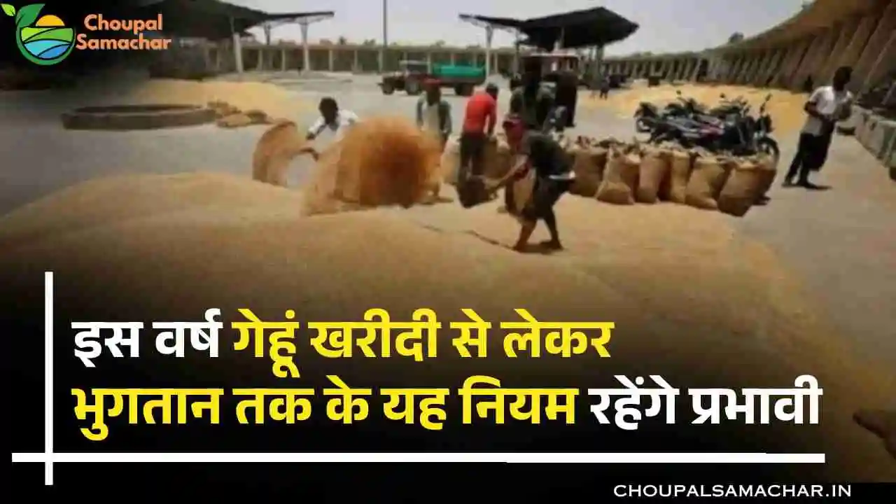 Support Price Wheat Purchase