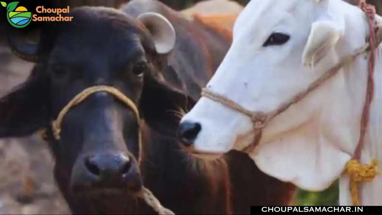Animal Disease