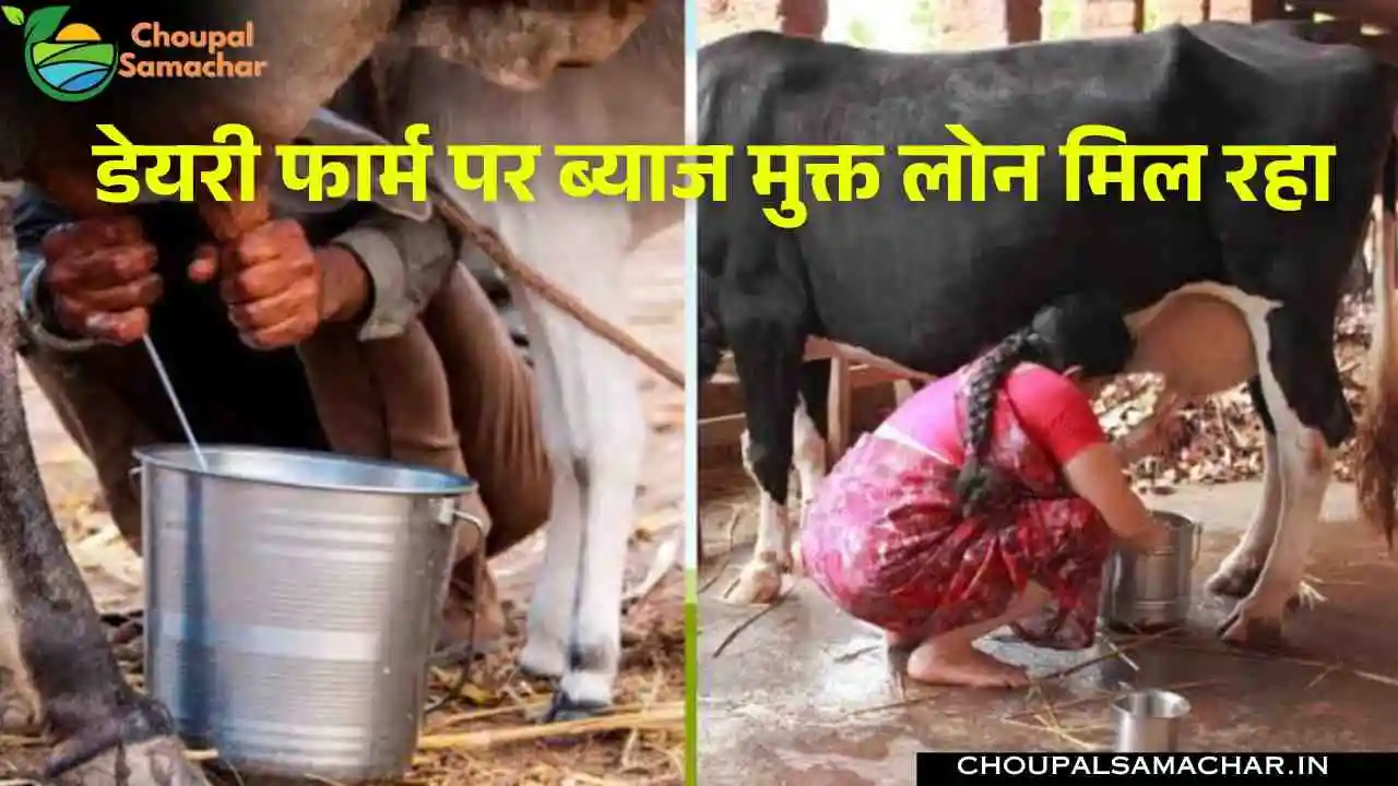 Dairy Farm Loan Scheme