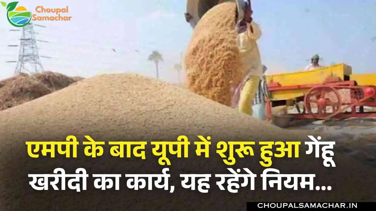 UP Wheat Purchase