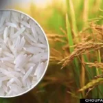 Basmati Top Rice