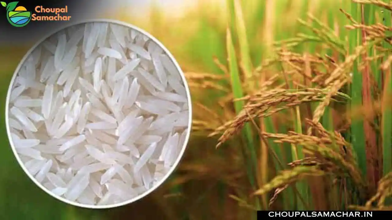 Basmati Top Rice