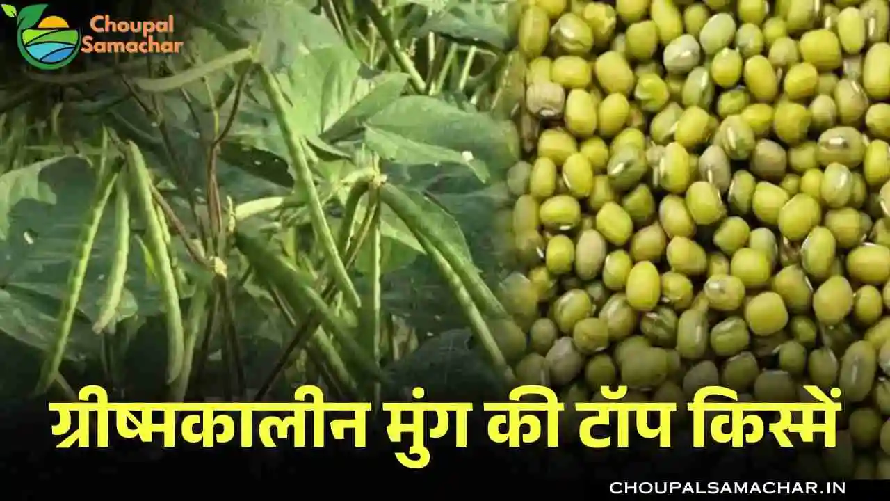 Mung Bean Varieties
