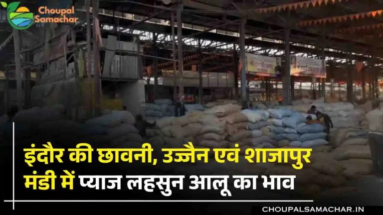 Onion Garlic Mandi Price