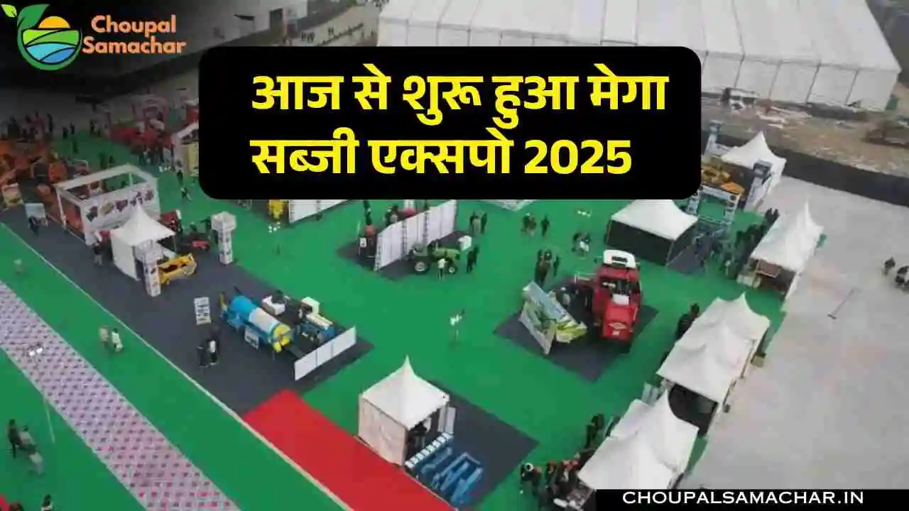 Mega Expo 2025