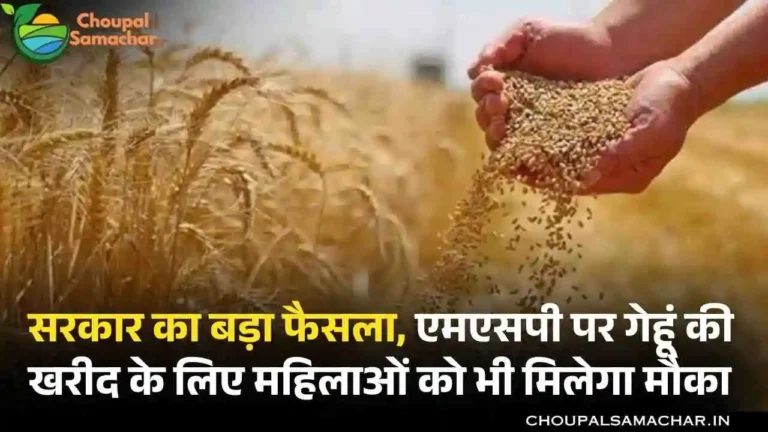 MSP Wheat Procurement
