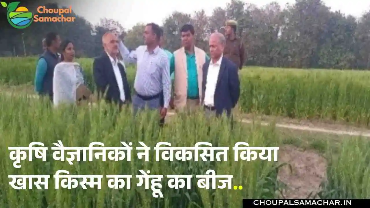 New Wheat Variety