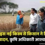 Top Wheat Variety