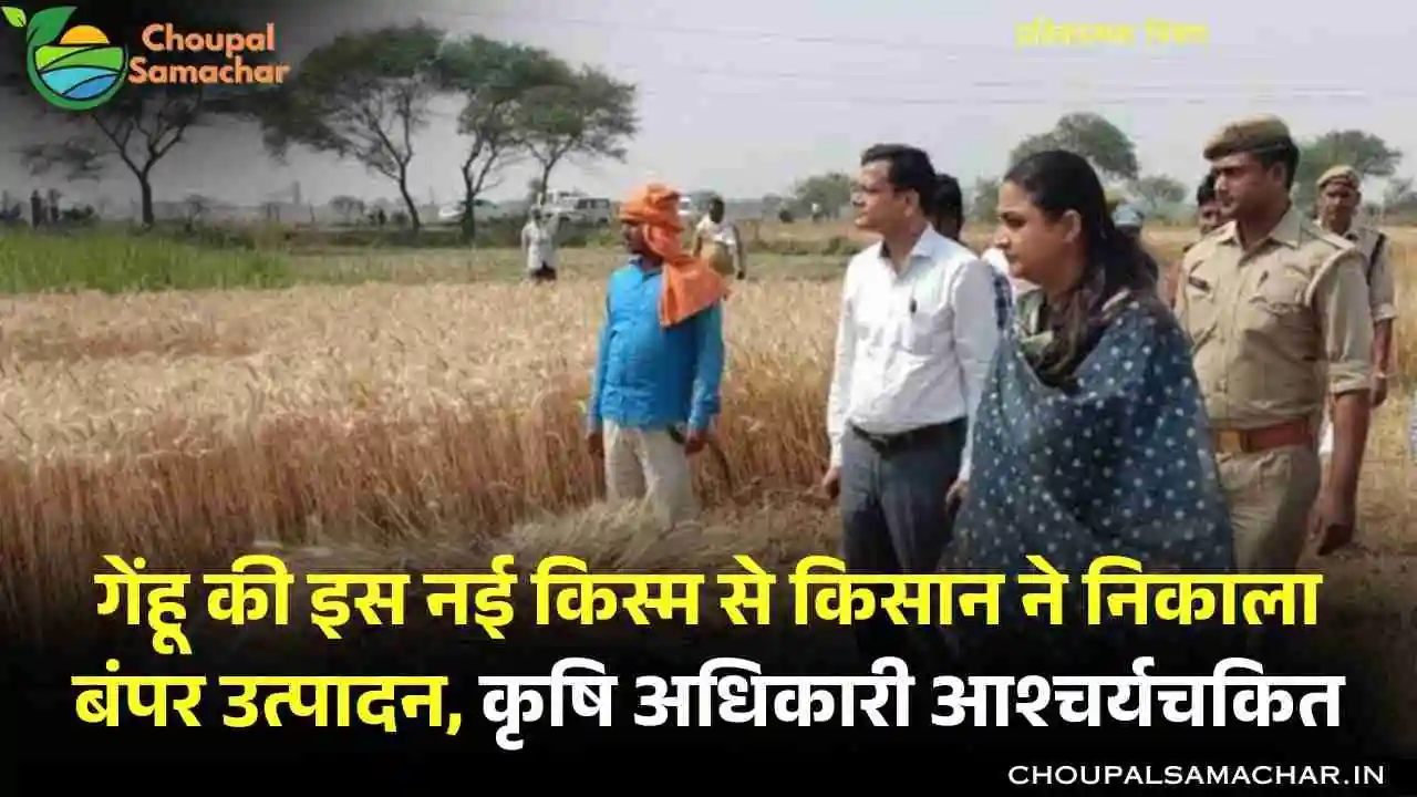 Top Wheat Variety