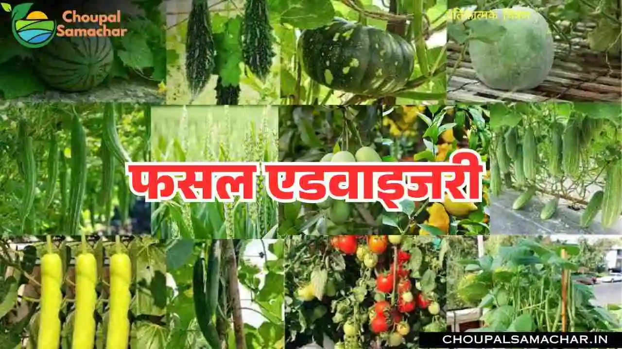 Crop Advisory
