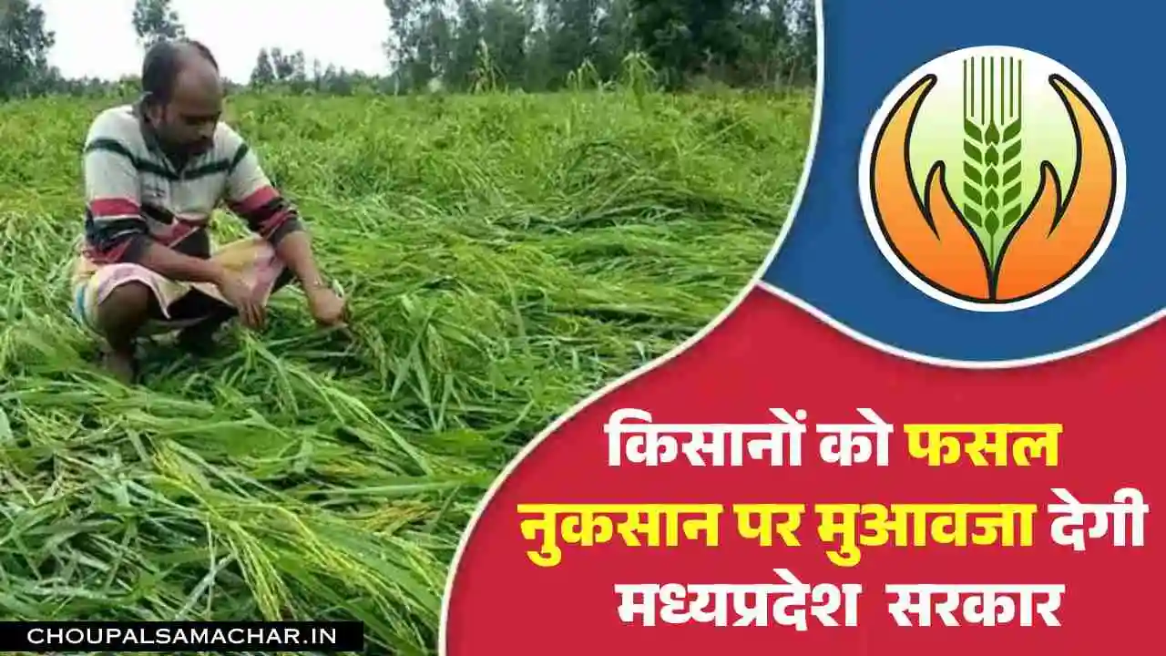 Crop Insurance