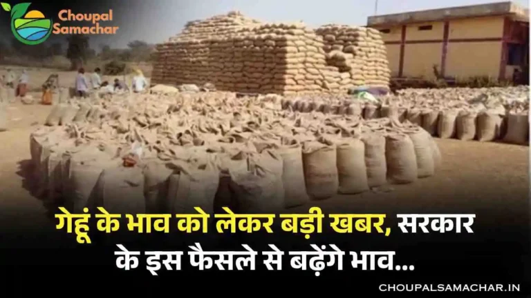 Wheat Commodity Price