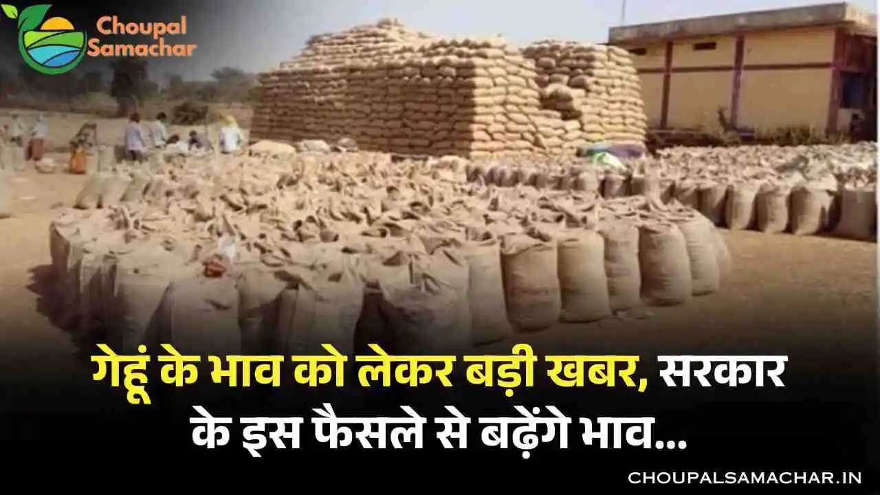 Wheat Commodity Price