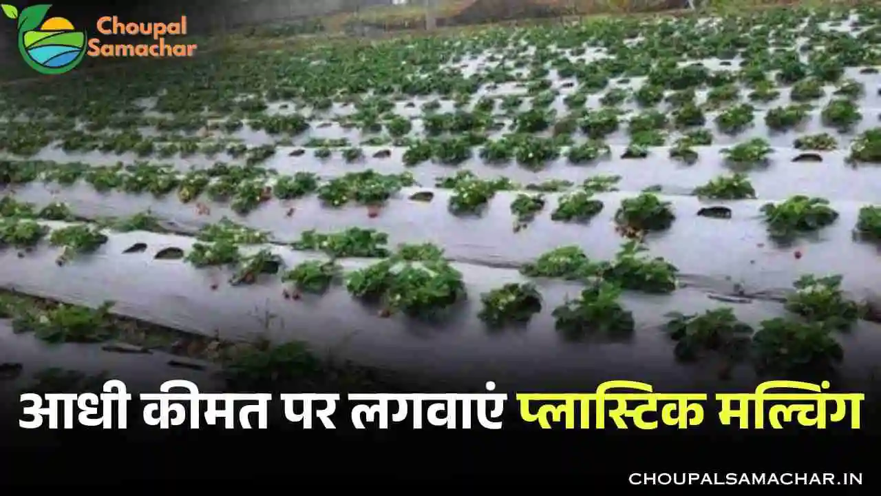 Plastic Mulching Subsidy