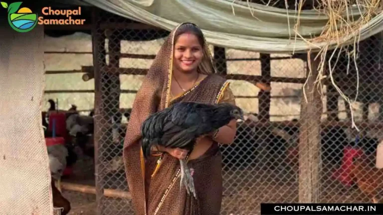 Poultry Farming Business