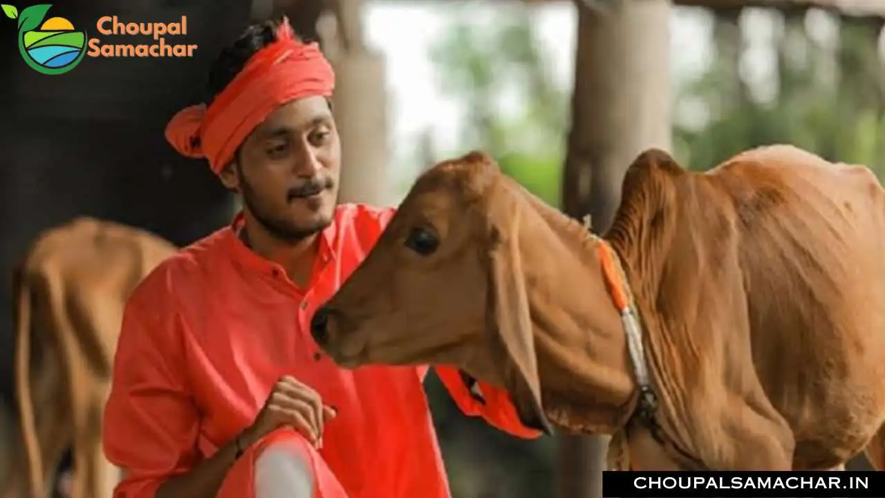 Cow Subsidy scheme