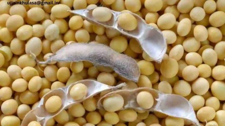 Soya Plant Price