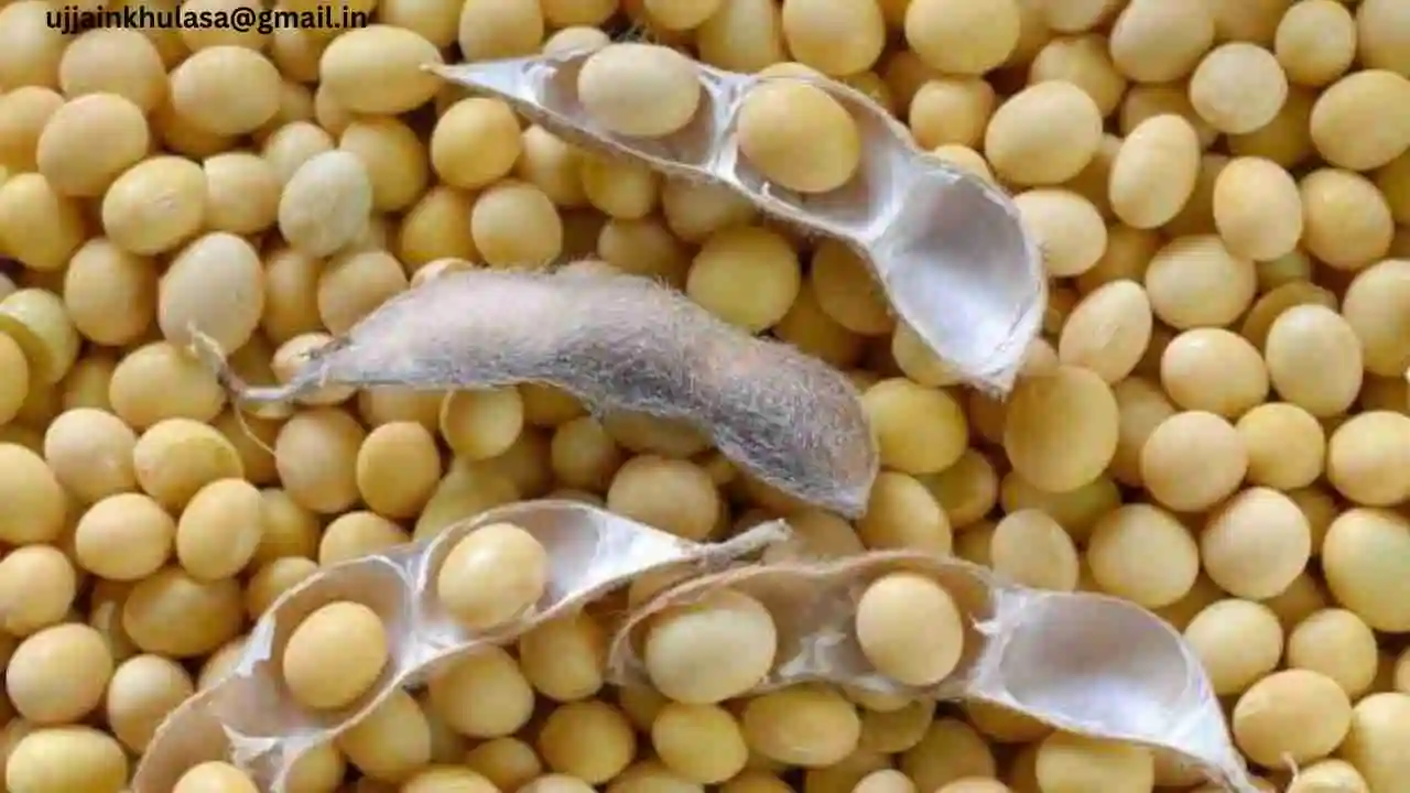 Soya Plant Price