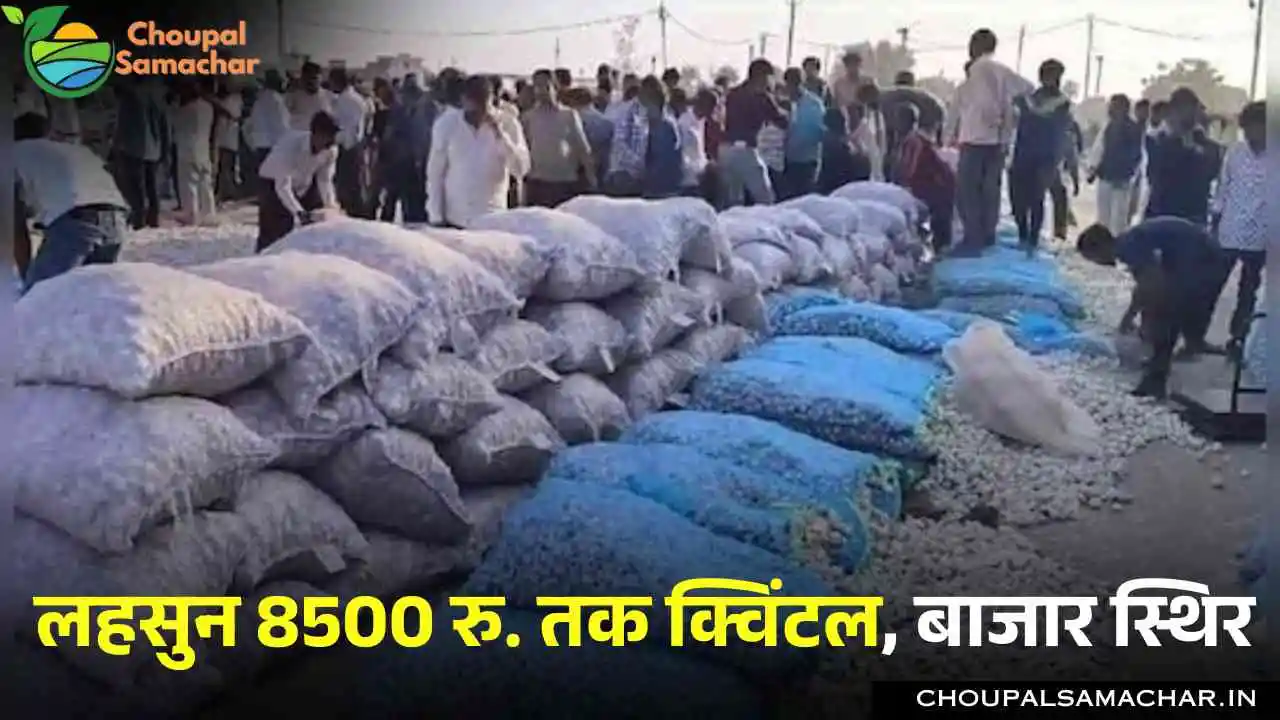 Commodities Mandi Price