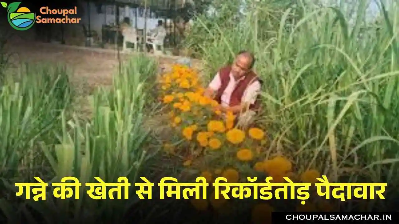 Sugarcane Cultivation