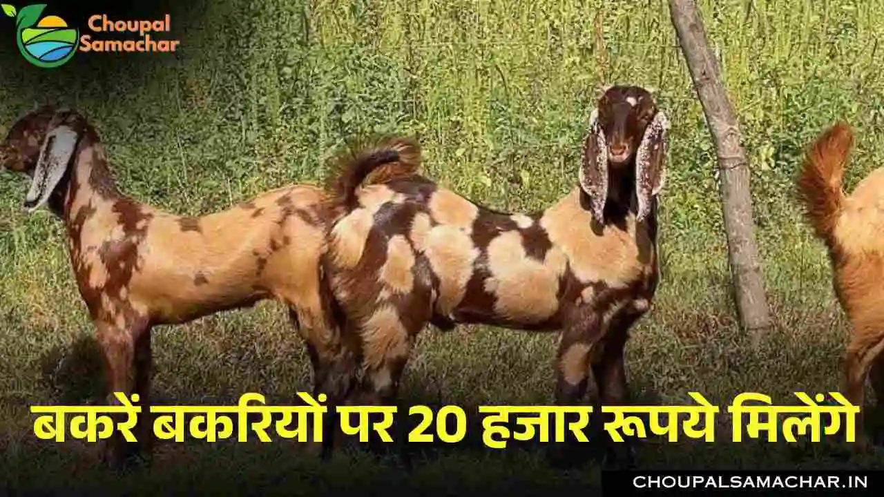 Goat Farming Subsidy