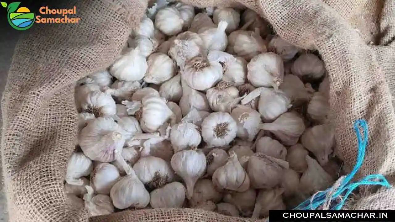 Commodities Mandi