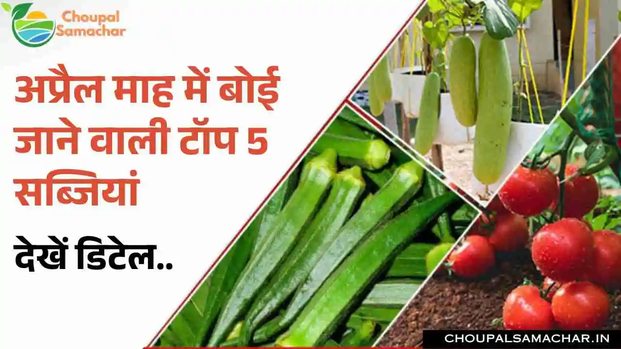 Vegetable Cultivation
