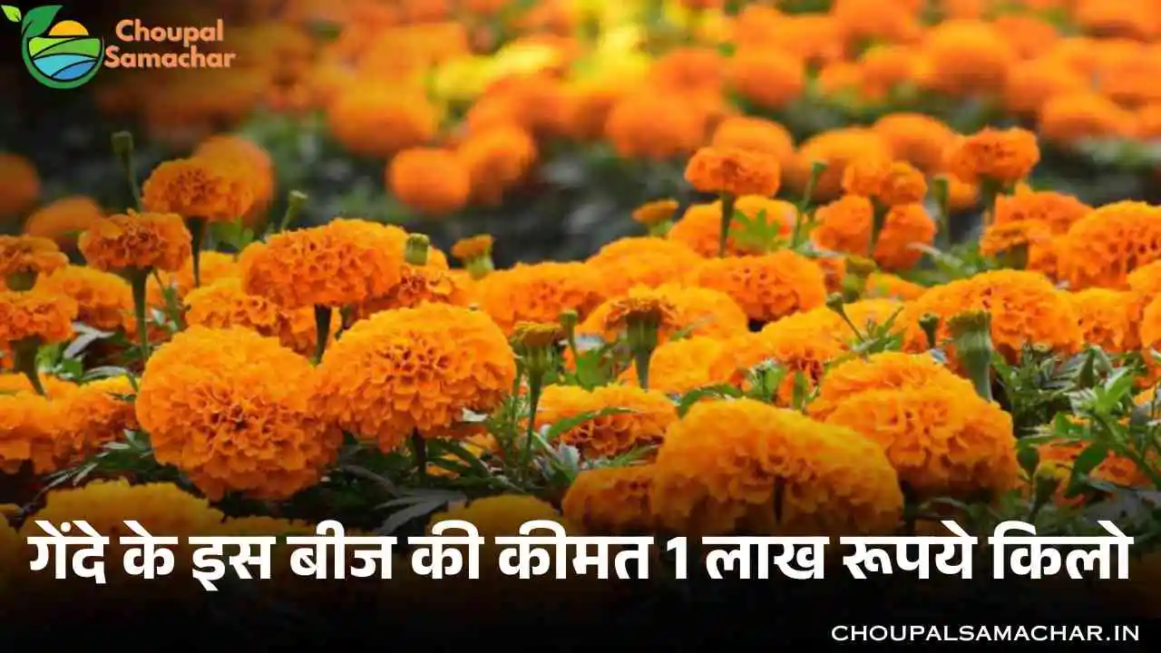 Marigold new variety