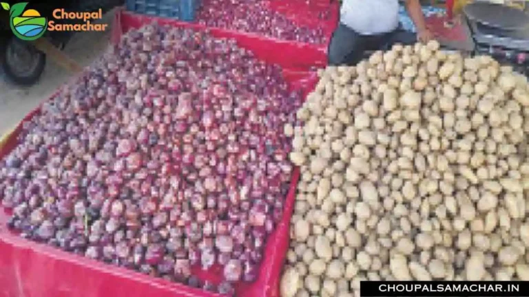 Onion Garlic Mandi Price