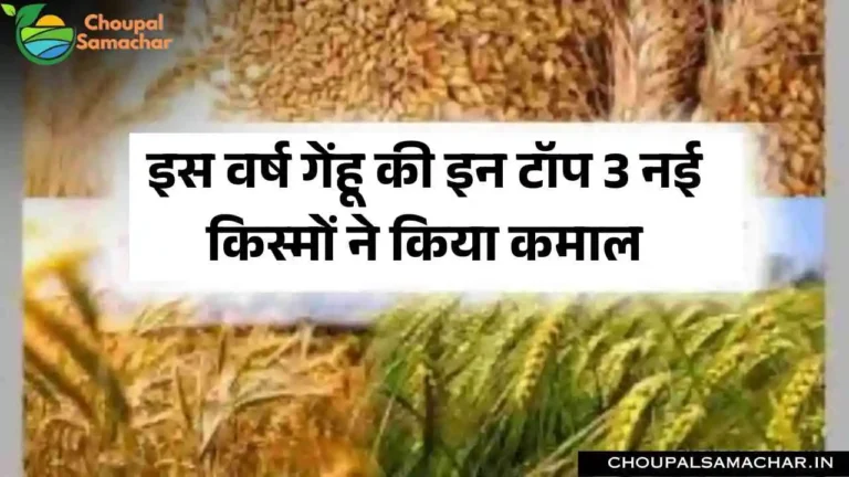 Top Wheat Variety