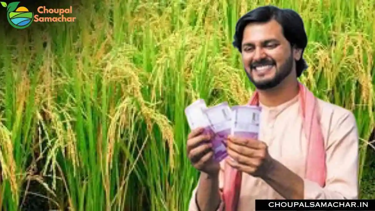Paddy Sowing Subsidy