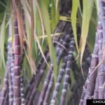 Sugarcane SAP Price
