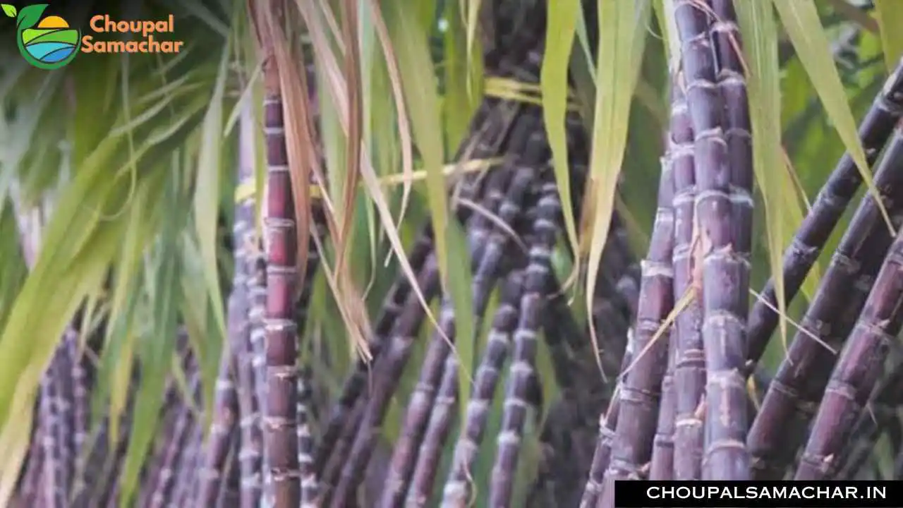Sugarcane SAP Price