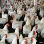 Poultry Farming Business Subsidy