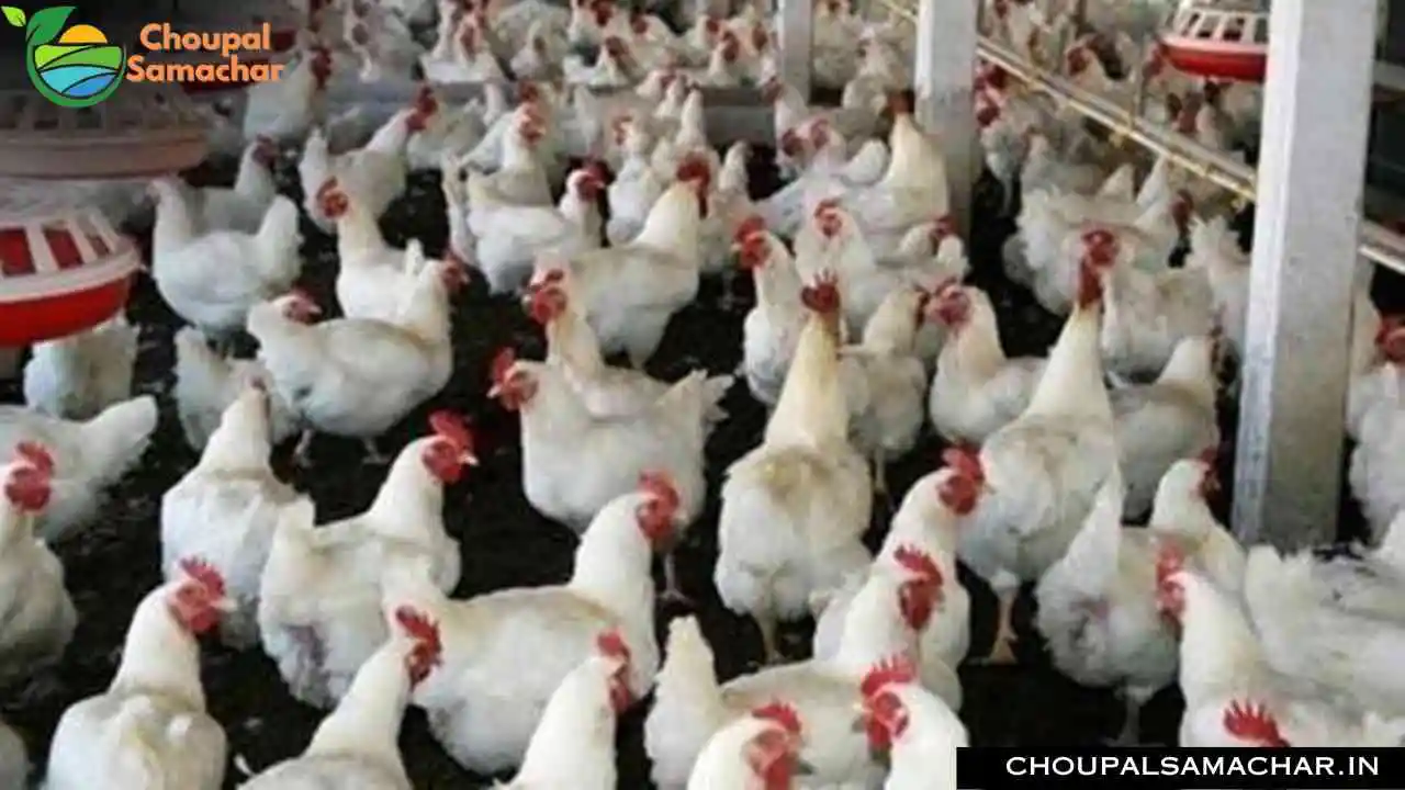 Poultry Farming Business Subsidy