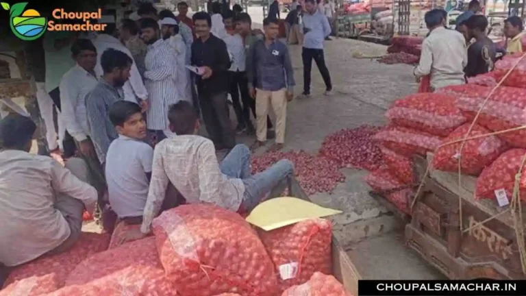 Garlic Onion Price