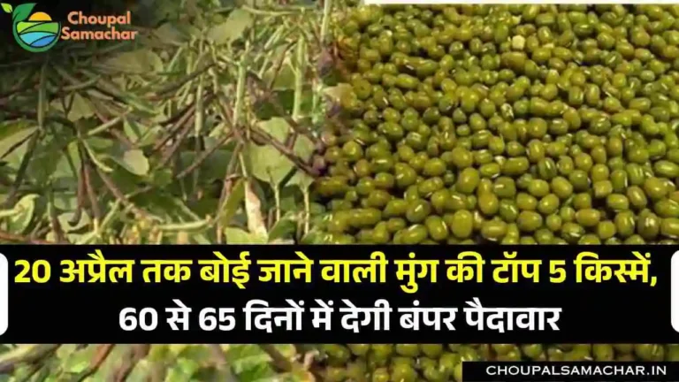 High Yield Moong Variety