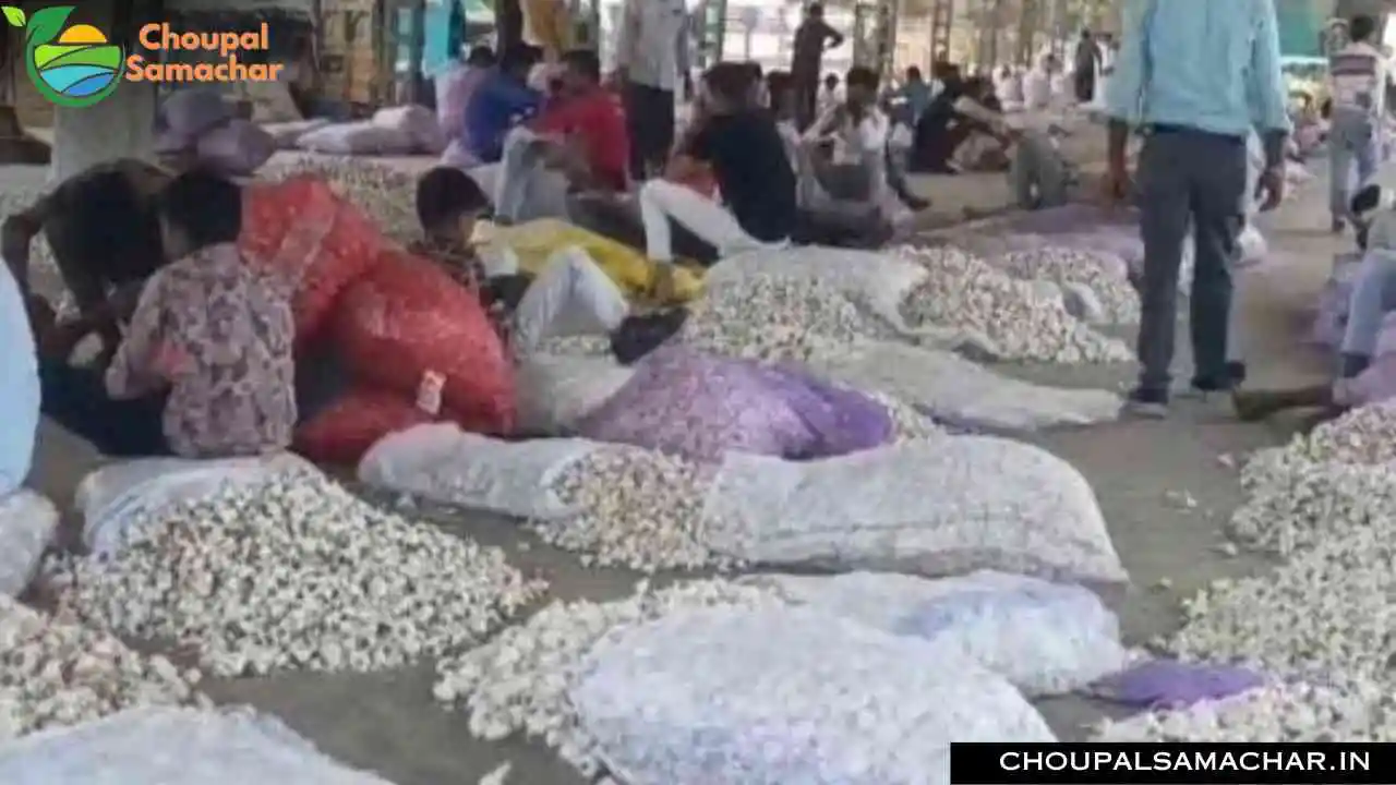 Garlic Onion Mandi Price
