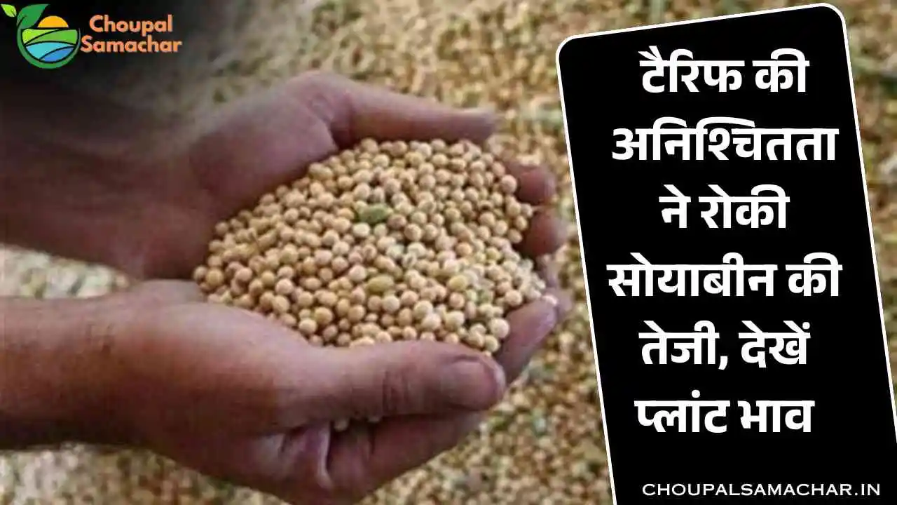 Soybean Plant Rate