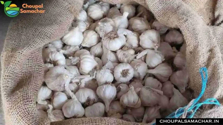 Garlic Onion Price