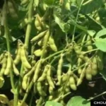 High Yield Soybean Variety