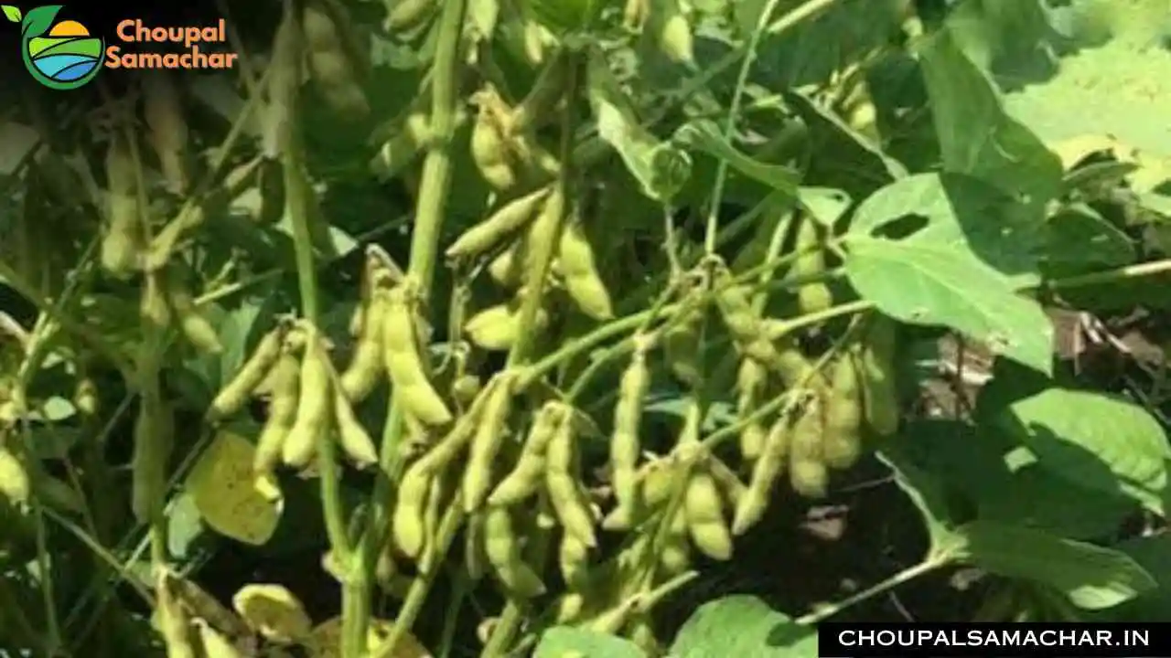 High Yield Soybean Variety