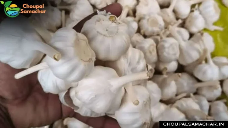 Garlic Onion Mandi Price
