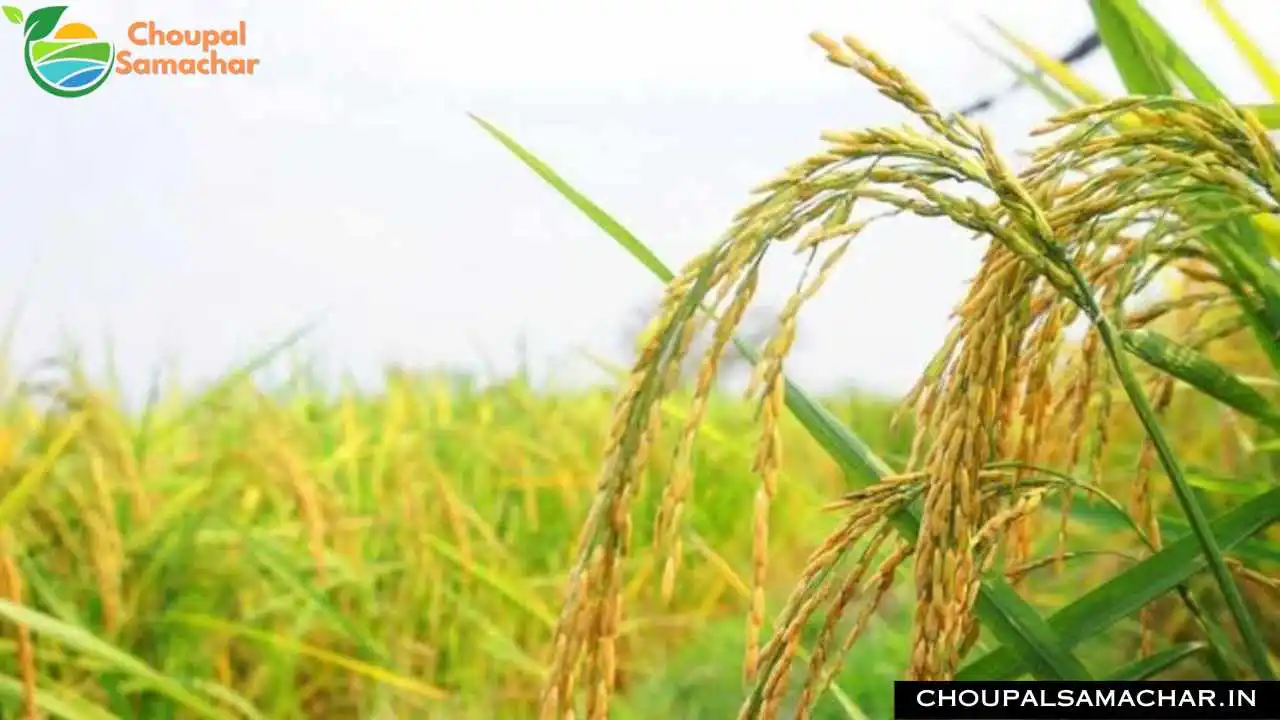 Top Paddy Variety