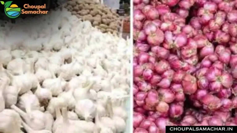Onion Garlic Price