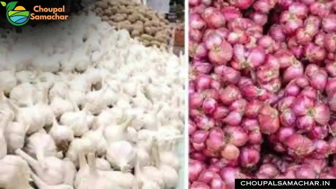 Onion Garlic Price