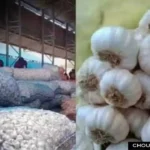 Onion Garlic Rate