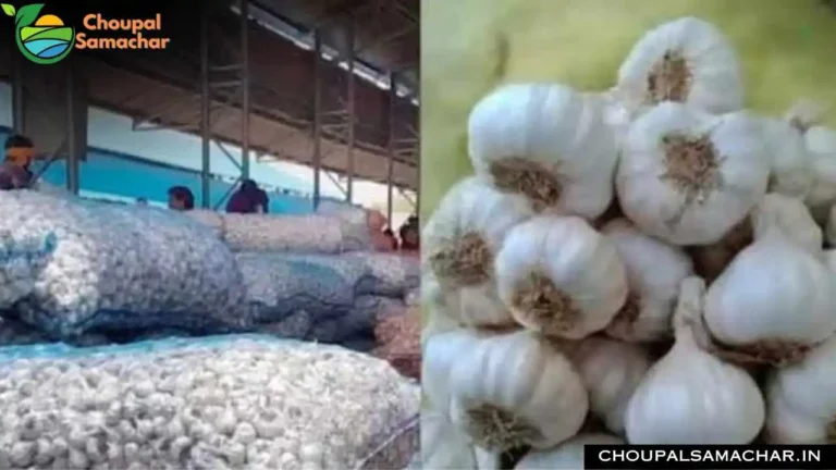 Onion Garlic Rate