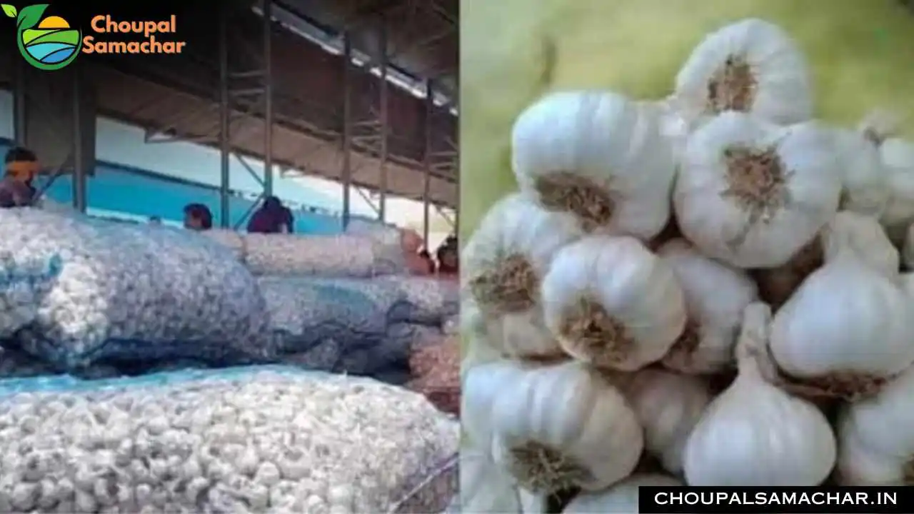 Onion Garlic Rate